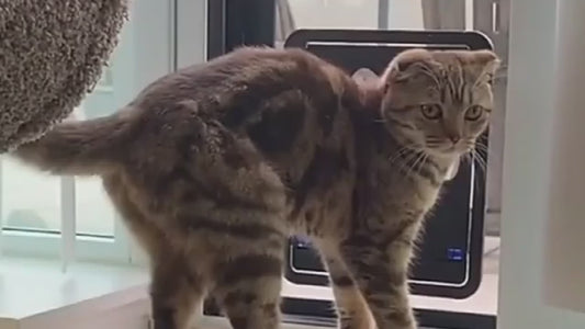 Video - Haustier-Fliegengittertür – Abschließbar, selbstschließend, für Hunde &amp; Katzen